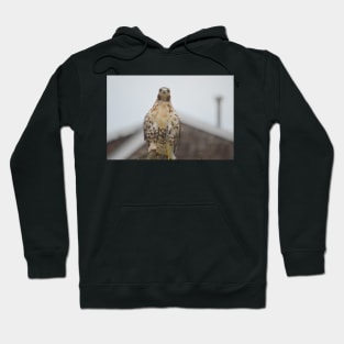 RedTail Hawk Hoodie